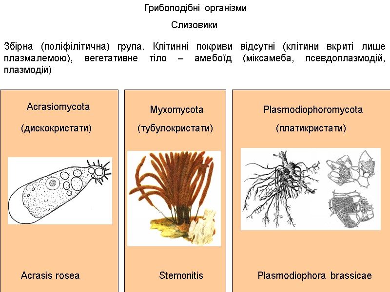 Acrasiomycota Acrasis rosea Слизовики Грибоподібні організми Myxomycota Stemonitis Plasmodiophoromycota Plasmodiophora brassicae (платикристати) (дискокристати) (тубулокристати)